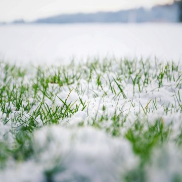 closeup view of snow-covered ground is a reminder to winterize sprinkler systems